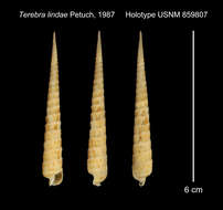 Image de Terebra lindae Petuch 1987