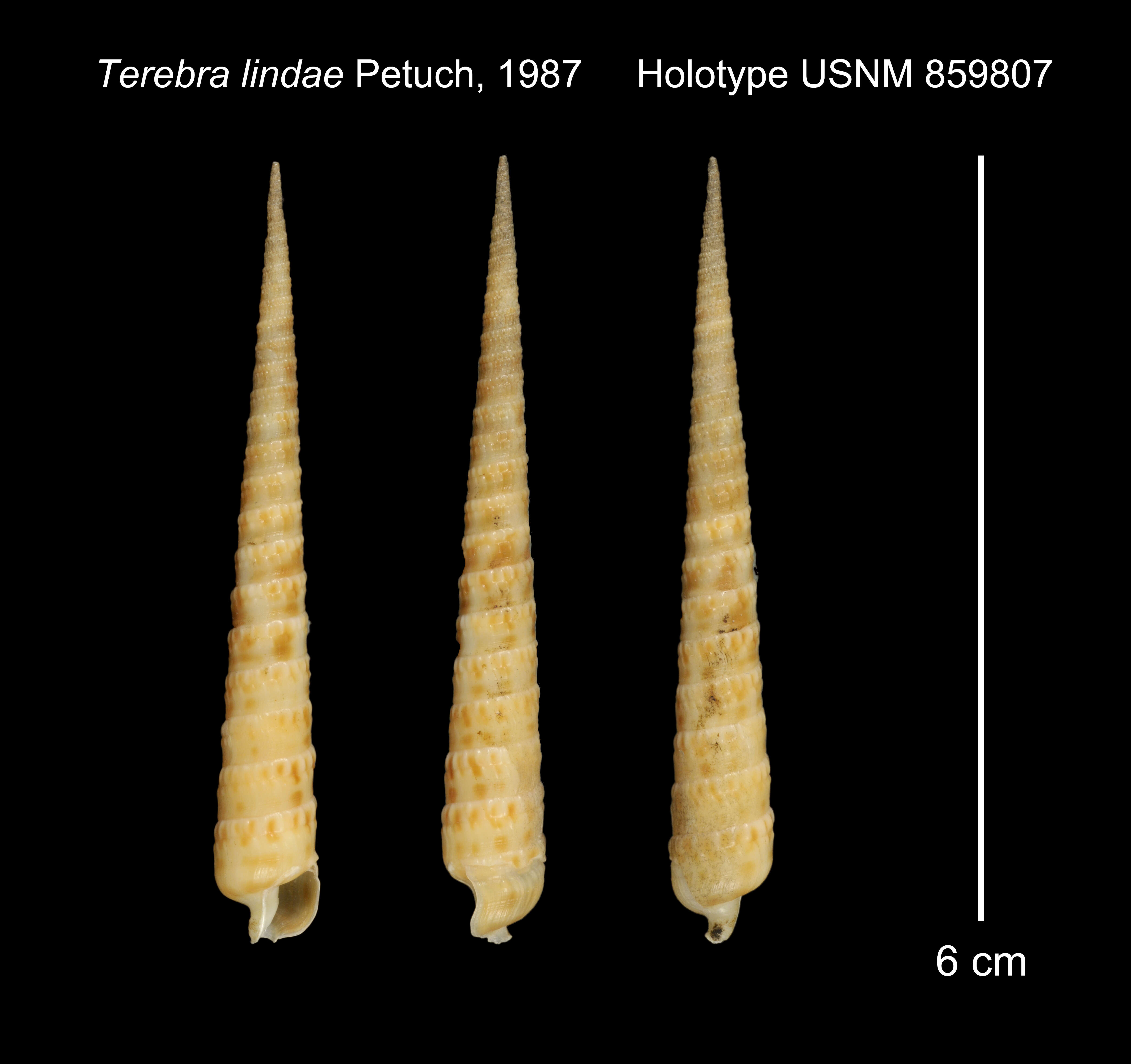Image of Terebra lindae Petuch 1987