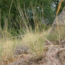 Image of Elymus cognatus (Hack.) Cope