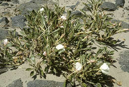 Imagem de Oenothera psammophila (A. Nels. & Macbr.) W. L. Wagner, R. E. Stockhouse & W. M. Klein