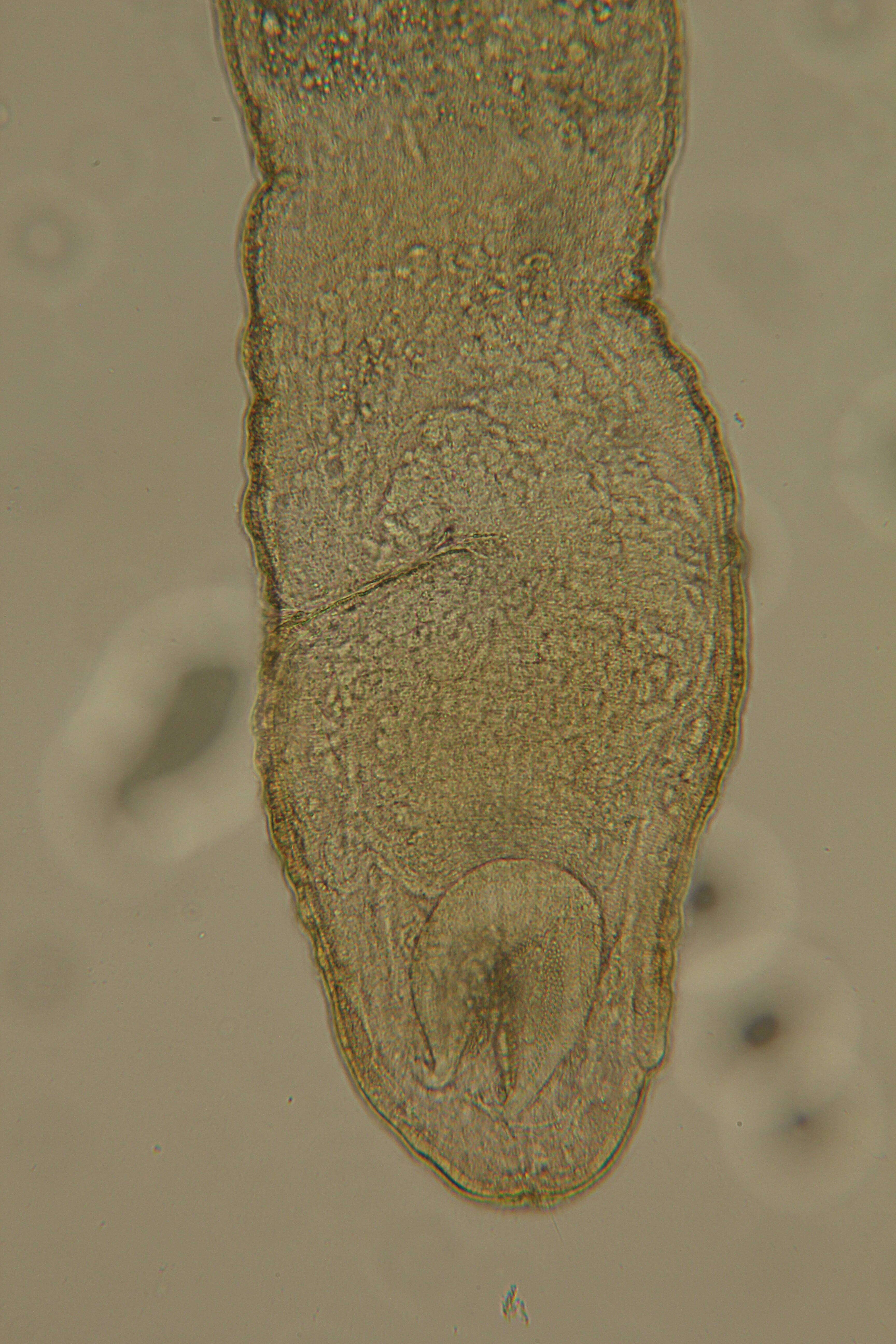 Image of Rhabdocoela