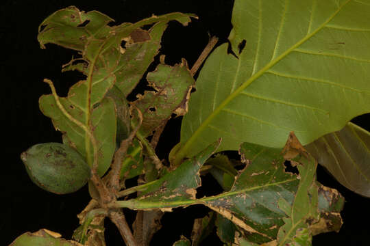 Image of tropical-almond