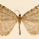 Image of Hydriomena vulcinaria Schaus 1922