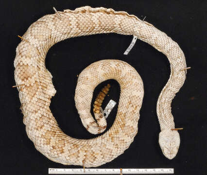 Image of Mohave Rattlesnake