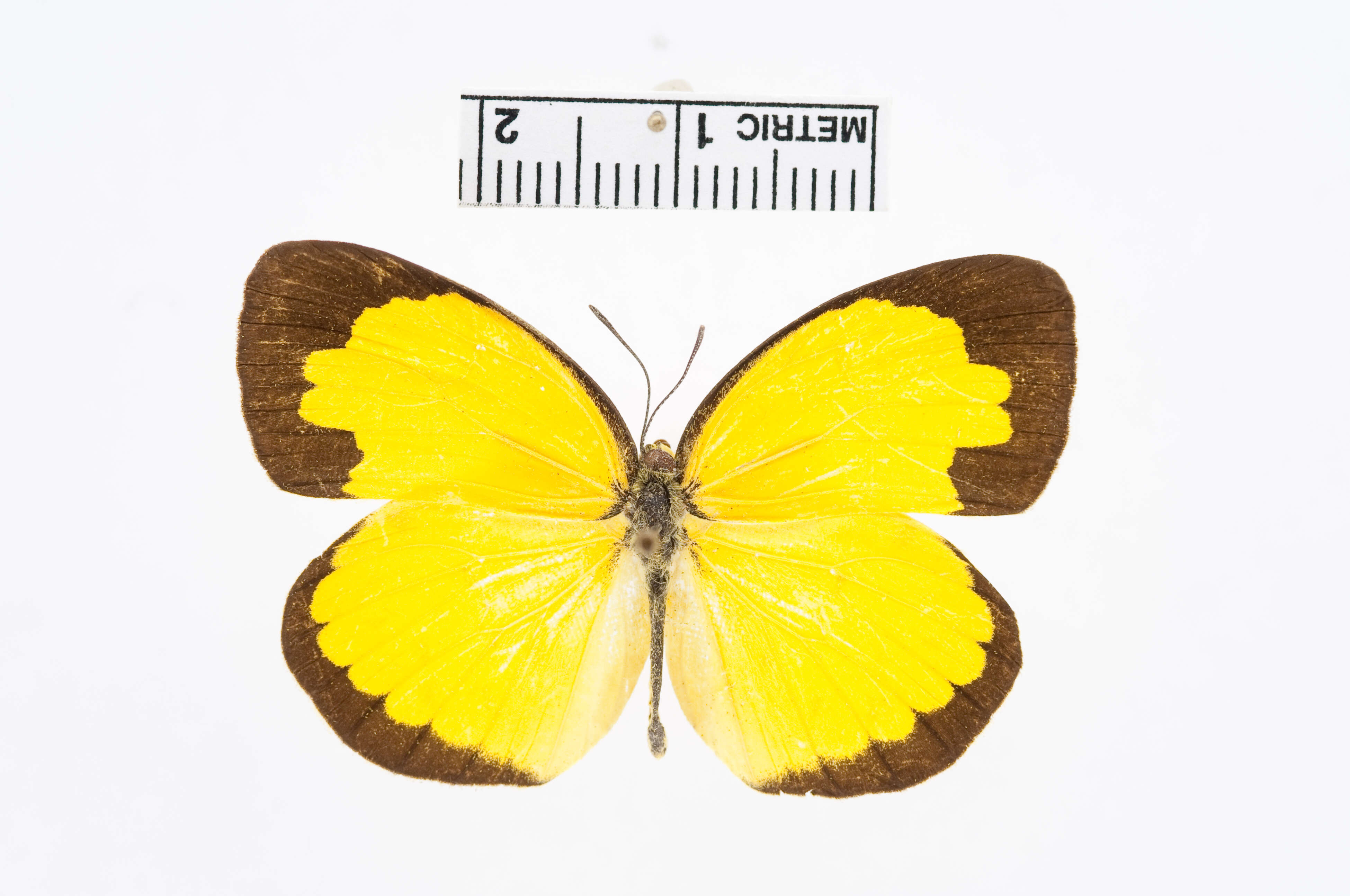 Слика од Eurema alitha (Felder & Felder 1862)