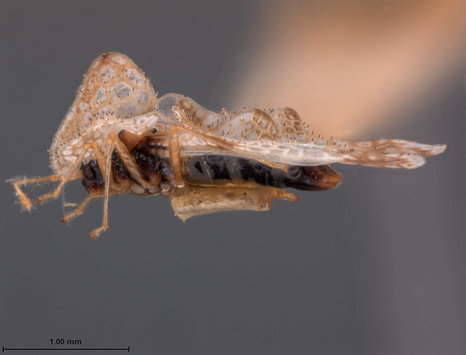 Image of Corythucha elegans Drake 1918