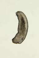 Image of Dondersiidae