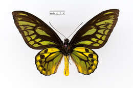 Plancia ëd Ornithoptera croesus Wallace 1859