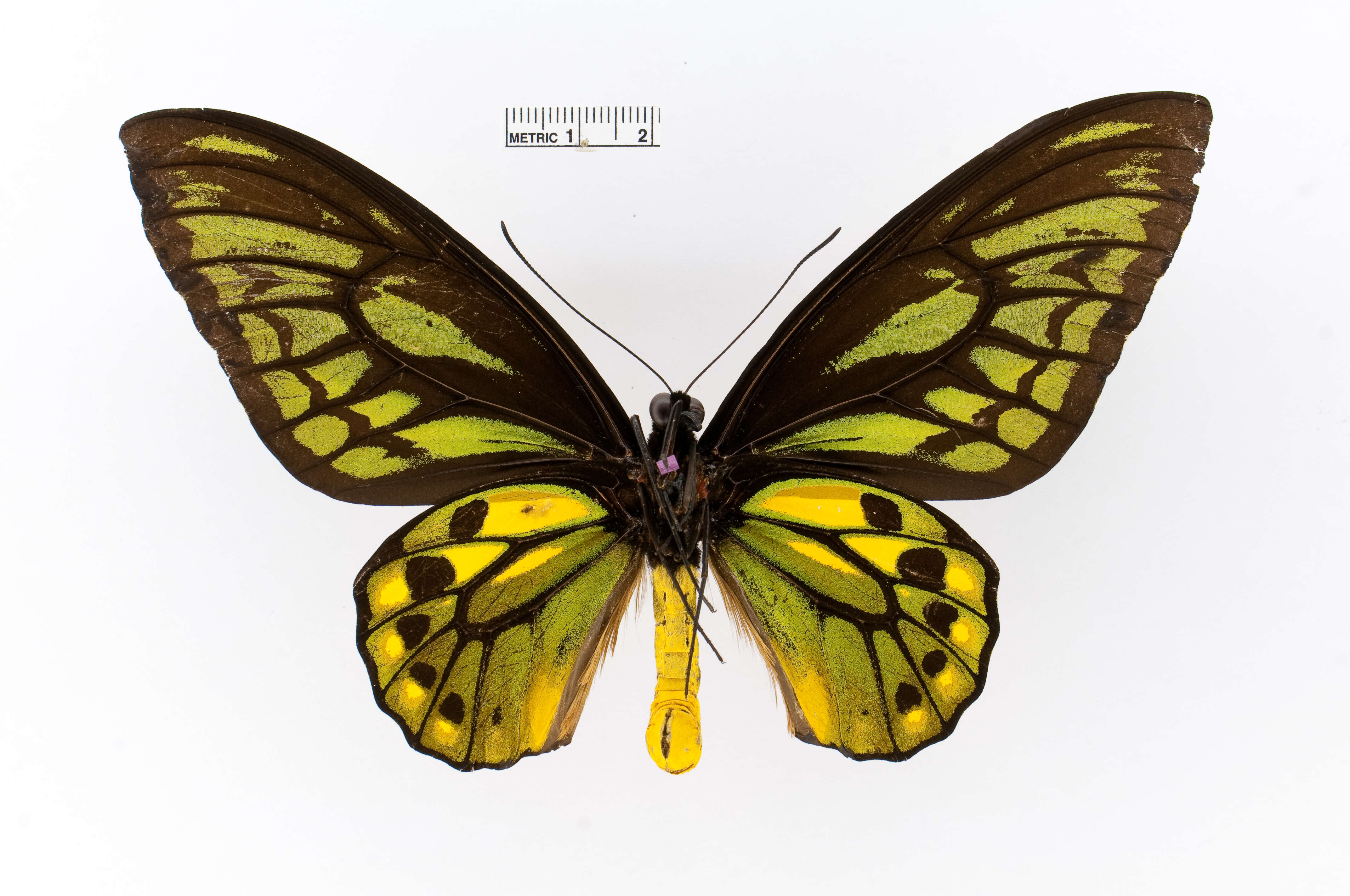 Слика од Ornithoptera croesus Wallace 1859