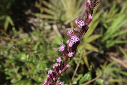 Image of Liatris quadriflora (Chapm.) E. L. Bridges & Orzell