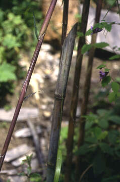 Image of Aniselytron treutleri (Kuntze) Soják