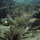 Plancia ëd Muhlenbergia lucida Swallen