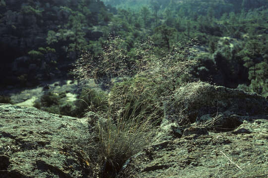 Image of Muhlenbergia lucida Swallen