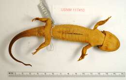 Image of Plateau Tiger Salamander