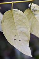 Image of Solanum L.