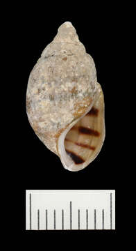 Image of Elimia showalterii (I. Lea 1860)