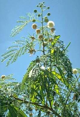 Image of white leadtree