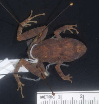 Image of Pristimantis floridus (Lynch & Duellman 1997)