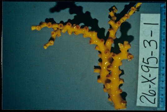 Image of Dendrophyllia johnsoni Cairns 1991