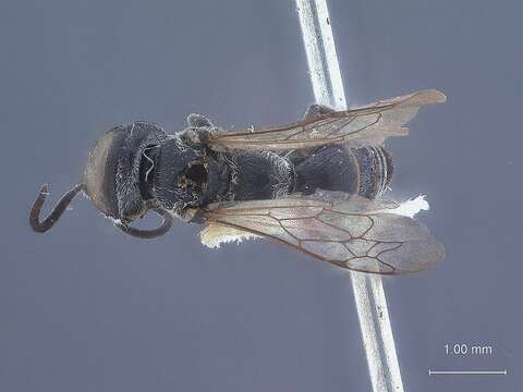 Image of Tachytes intermedius (Viereck 1906)