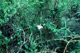 Image of Bletia catenulata Ruiz & Pav.