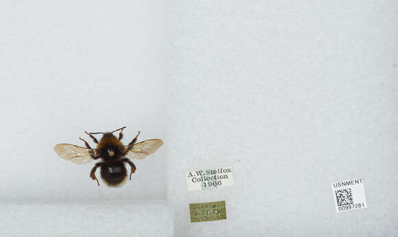 Image of Ashton's Cuckoo Bumblebee