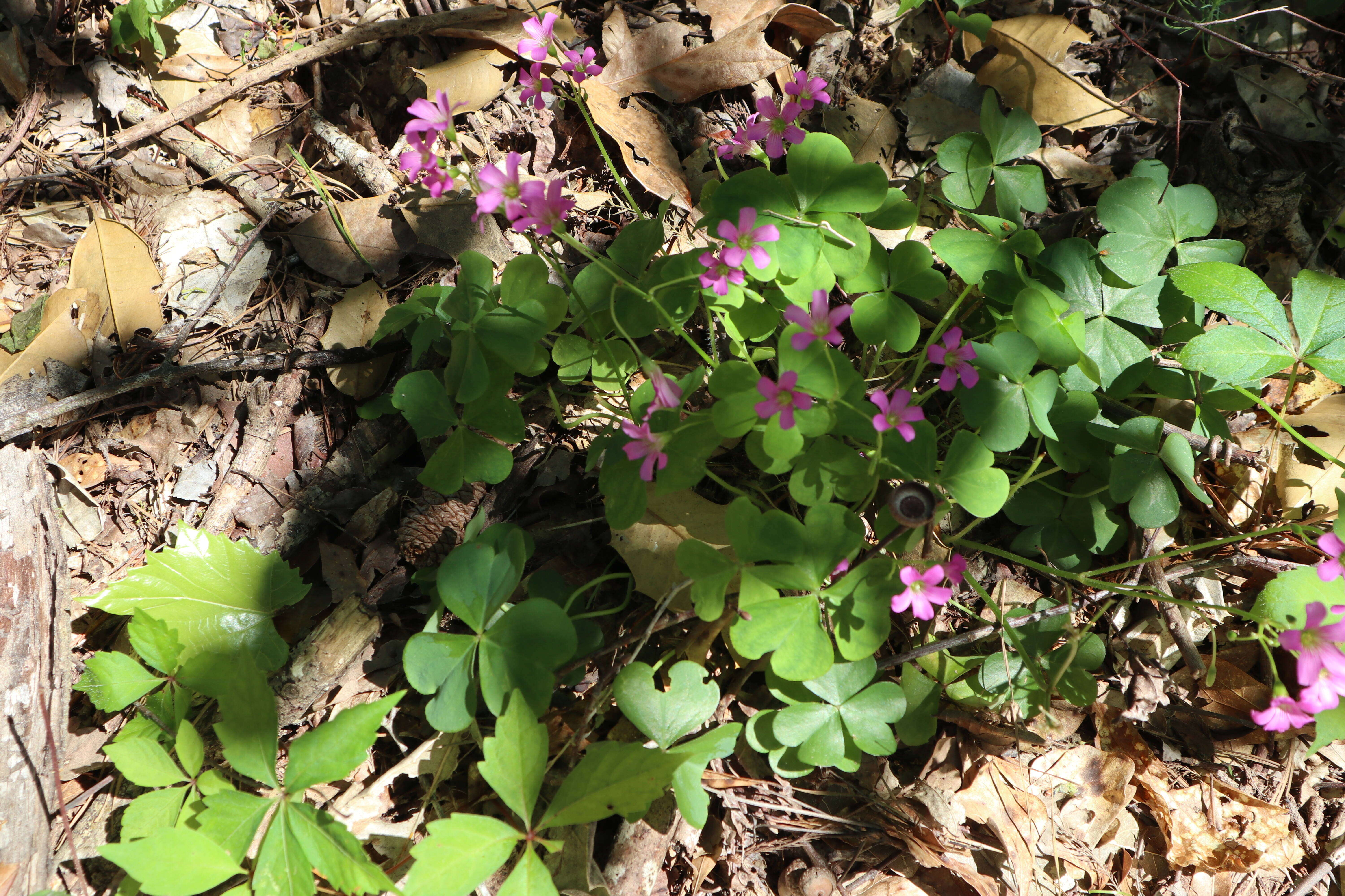 Image of pink woodsorrel