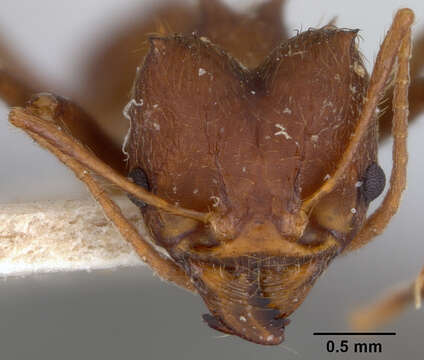 Image of Ant