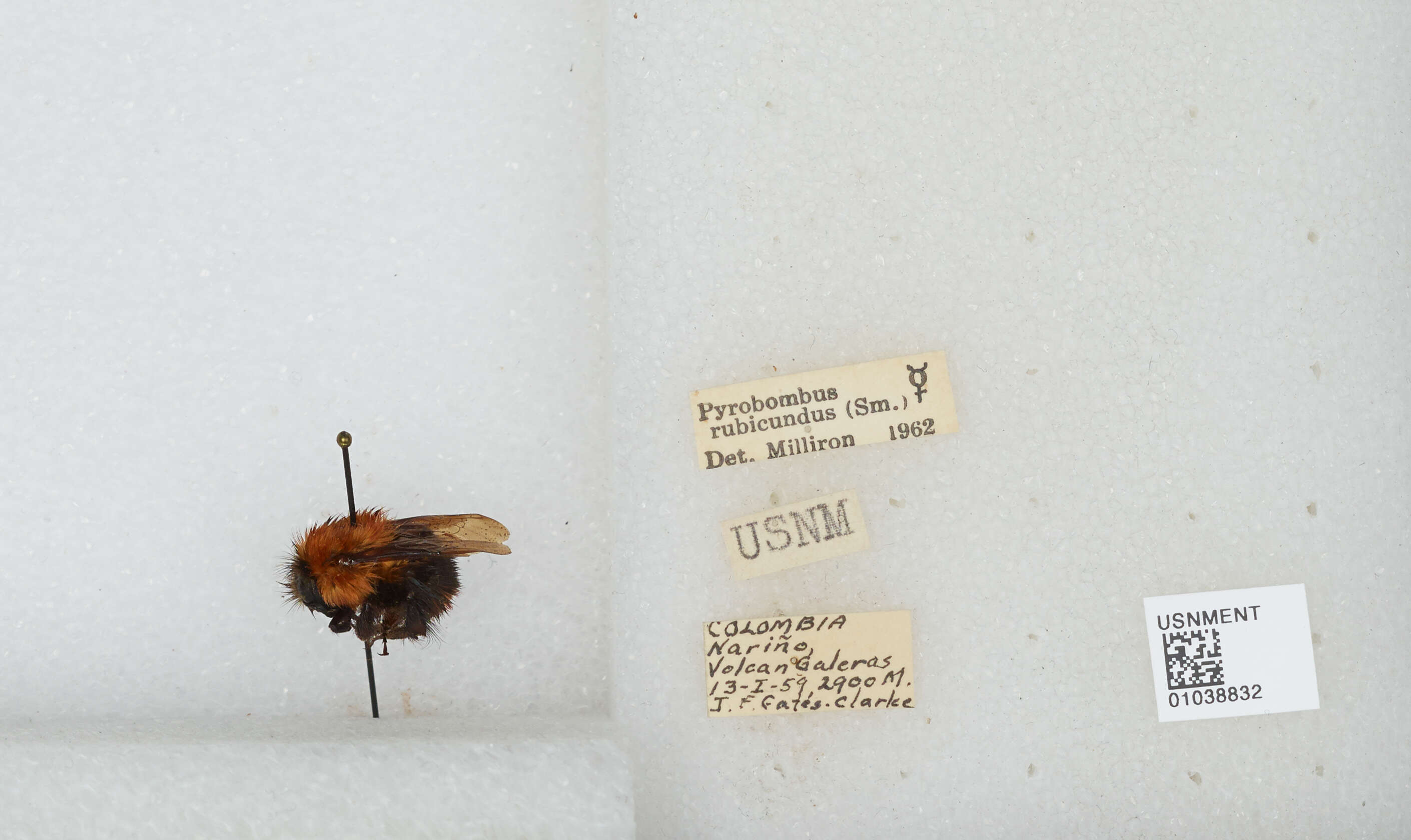 Sivun Bombus rubicundus Smith 1854 kuva