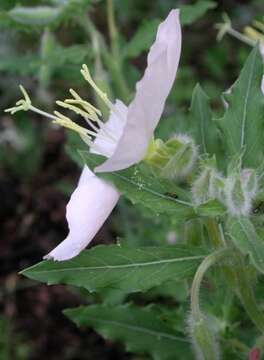 Sivun Oenothera neomexicana (Small) Munz kuva