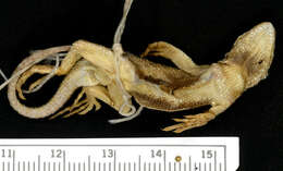 Image of Western Fence Lizard