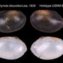 Imagem de <i>Symphynota discoidea</i> I. Lea 1834