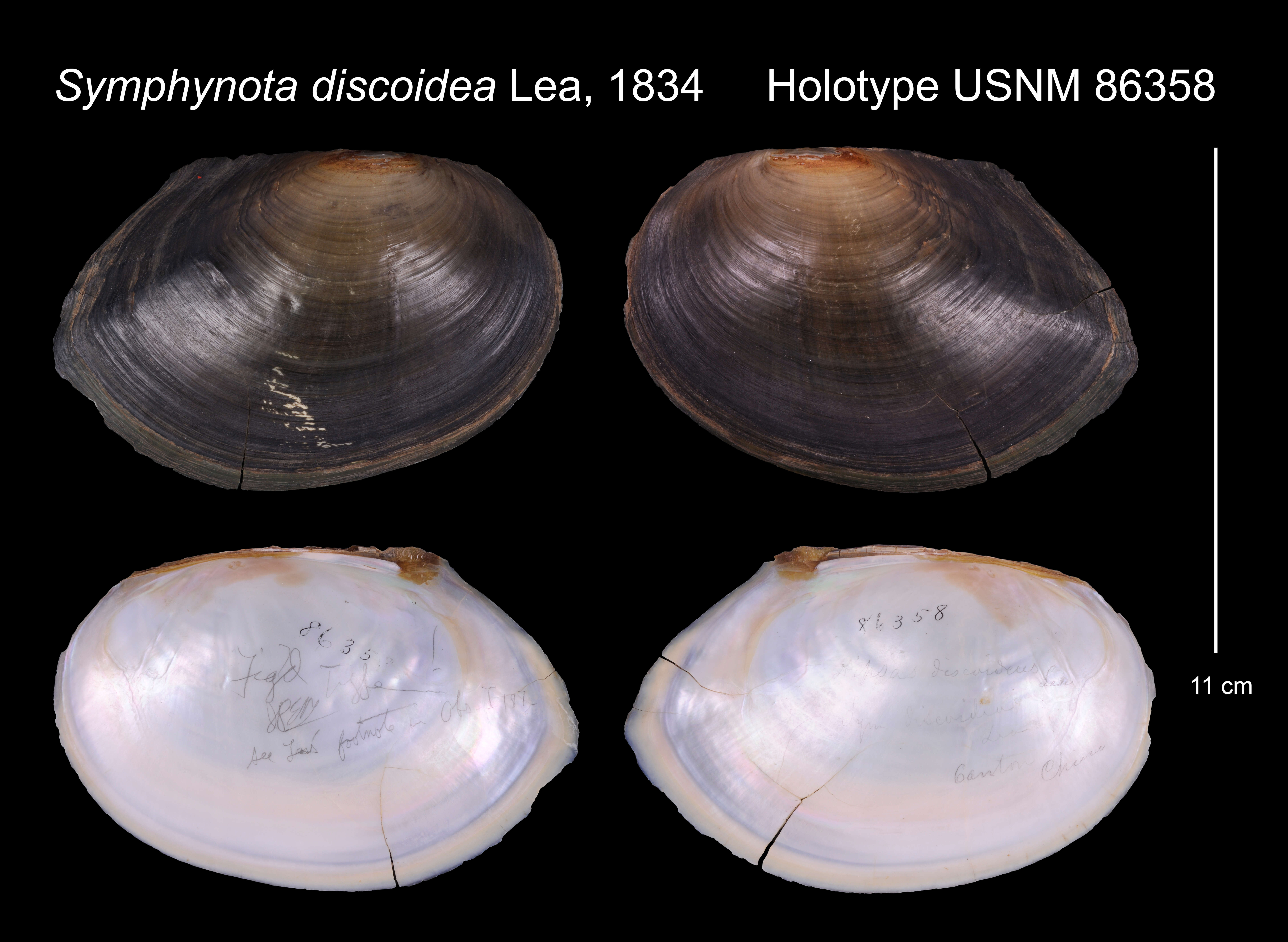Image of <i>Symphynota discoidea</i> I. Lea 1834