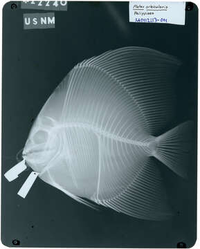 Image of Orbicular batfish