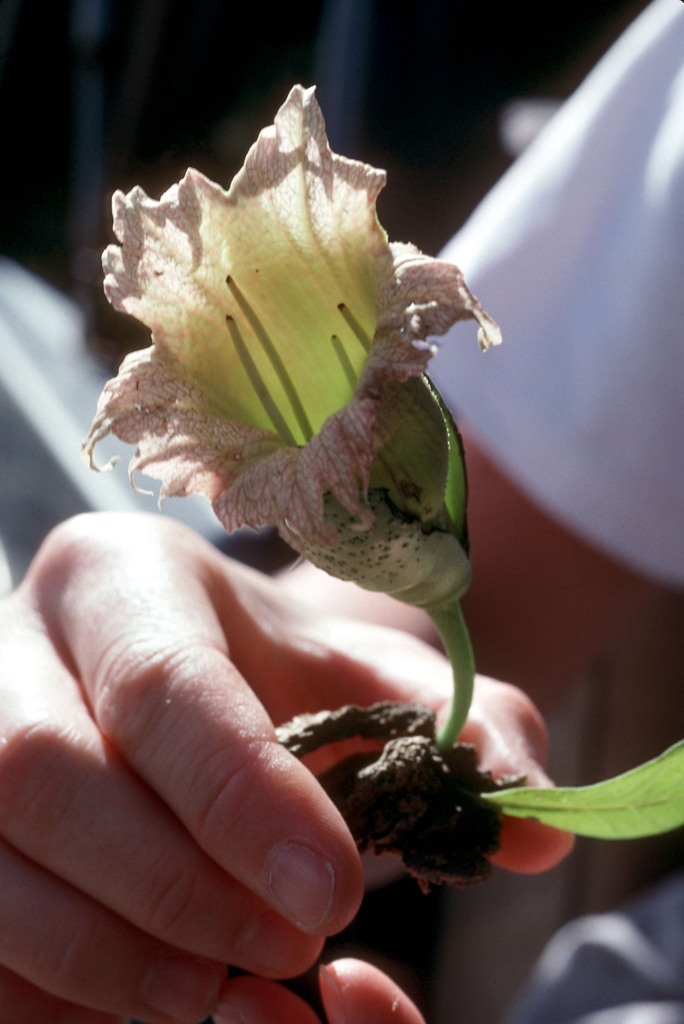 Crescentia cujete L. resmi