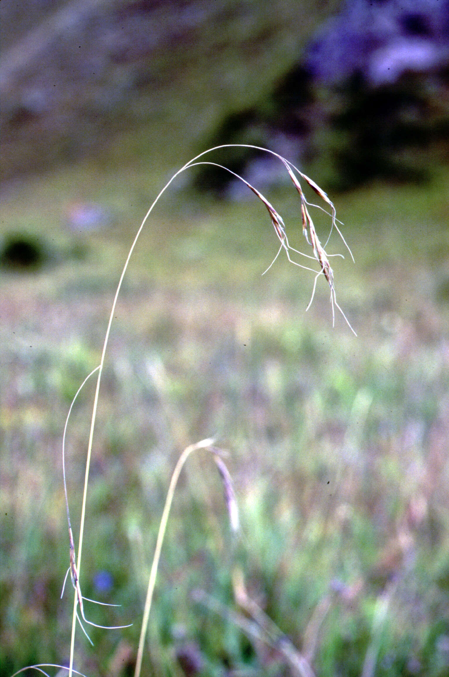 Image of Stipa L.