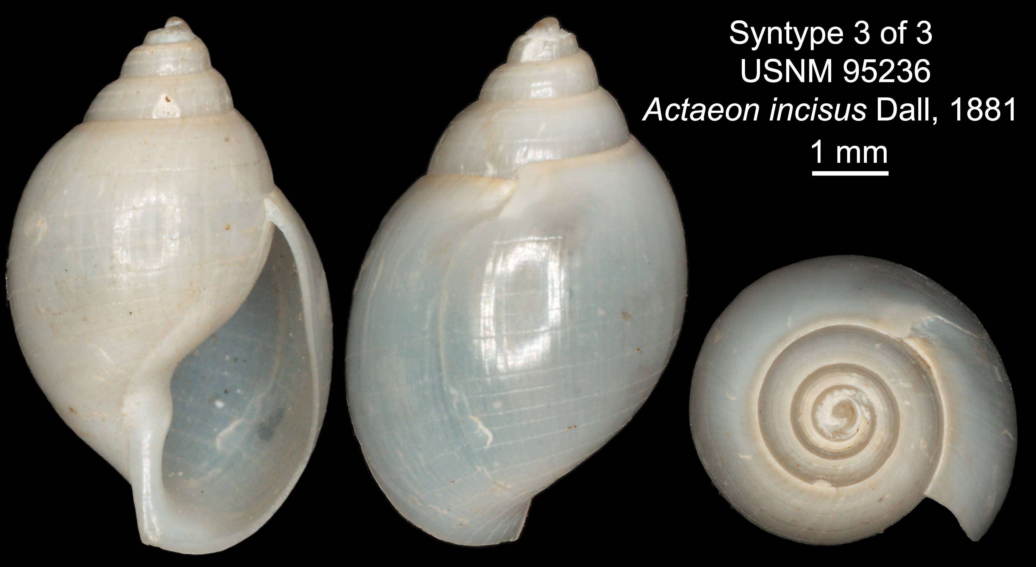 Image of Acteon incisus Dall 1881