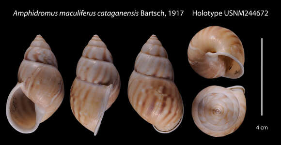 Image of <i>Amphidromus maculiferus cataganensis</i> Bartsch