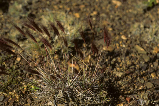 Image of Hordeum L.