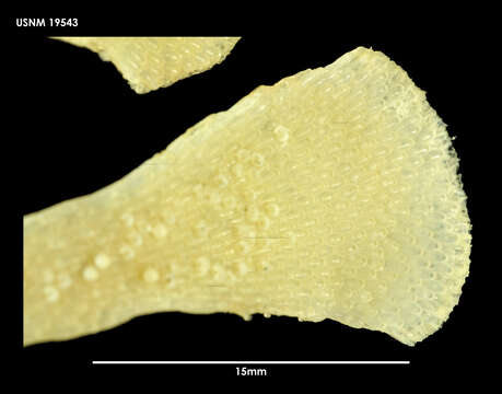 Image of Adelascopora secunda Hayward & Thorpe 1988