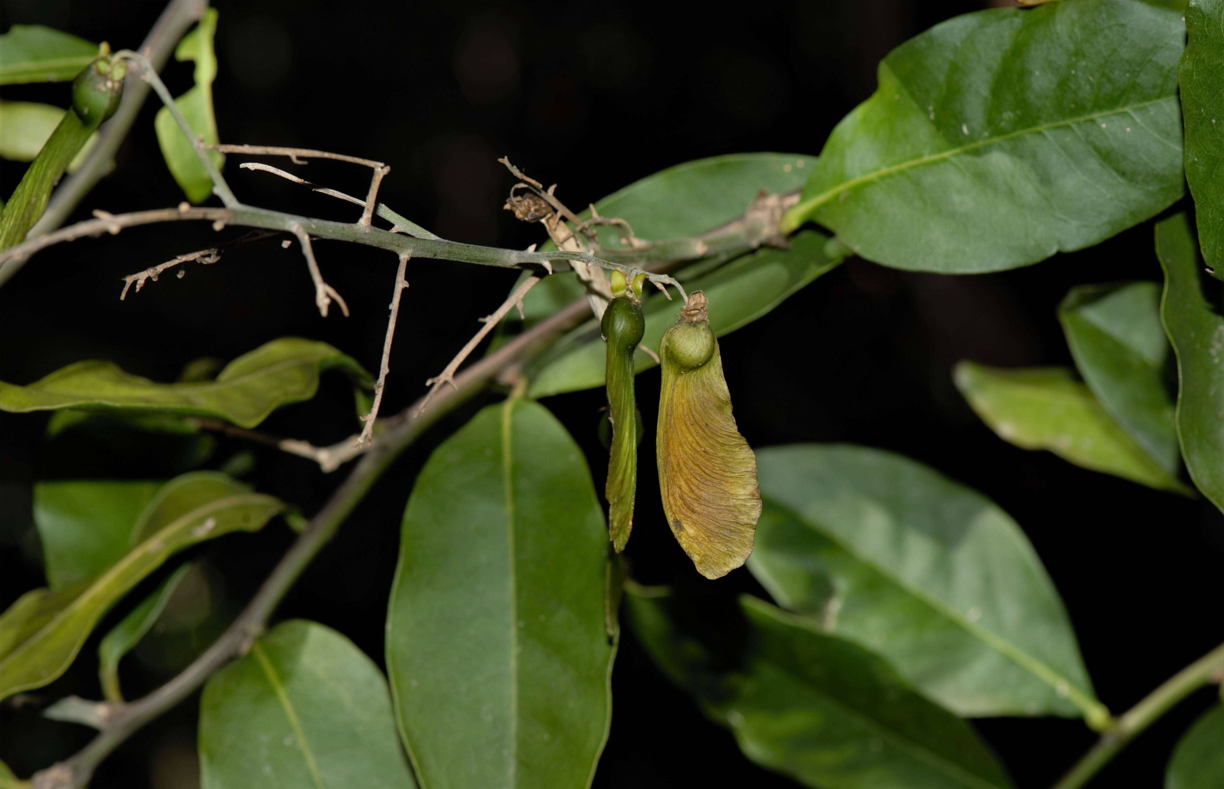 Image of Seguieria Loefl.