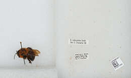 Sivun Bombus rubicundus Smith 1854 kuva