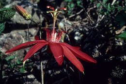 Image of Passifloraceae