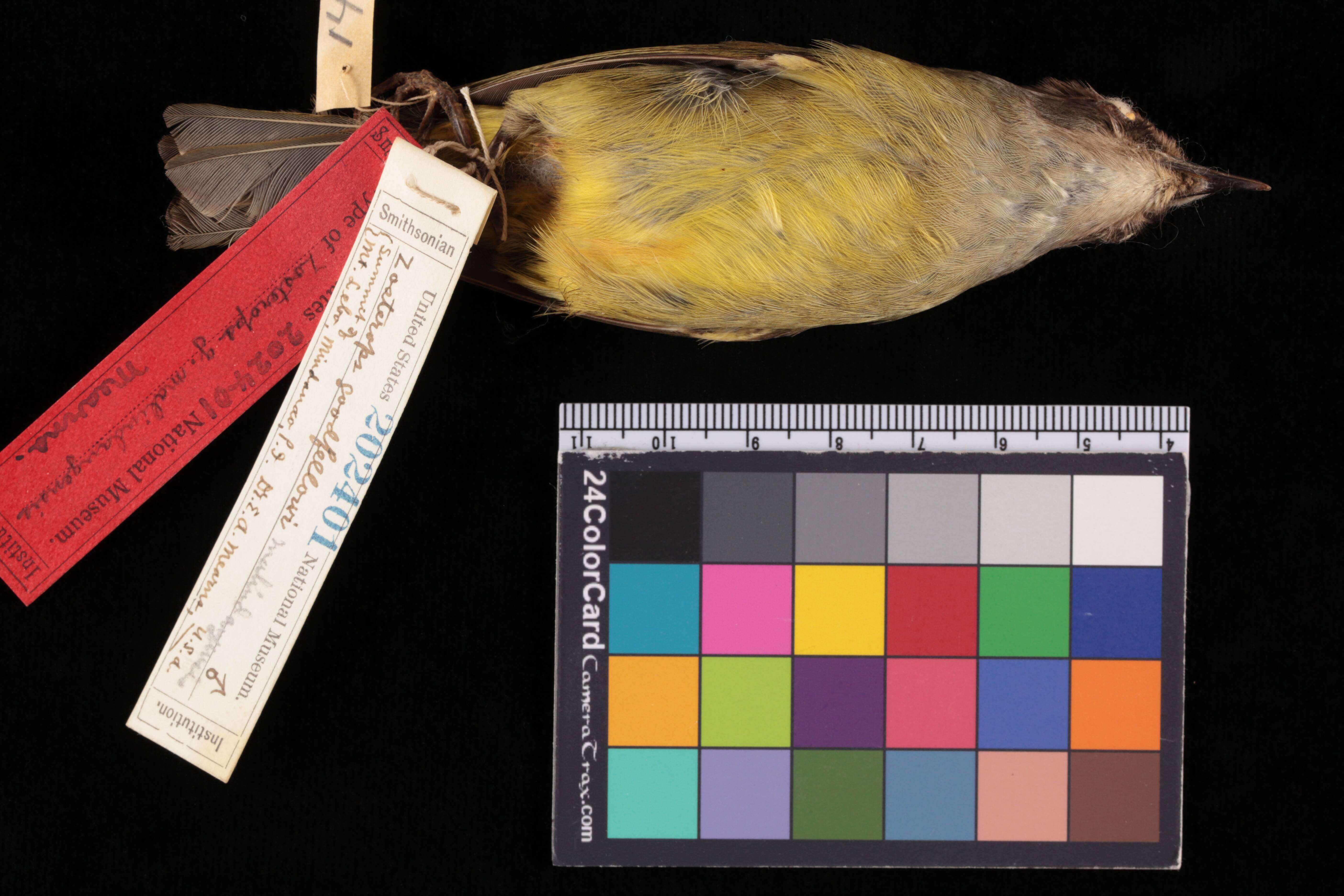 Image of Lophozosterops goodfellowi malindangensis (Mearns 1909)