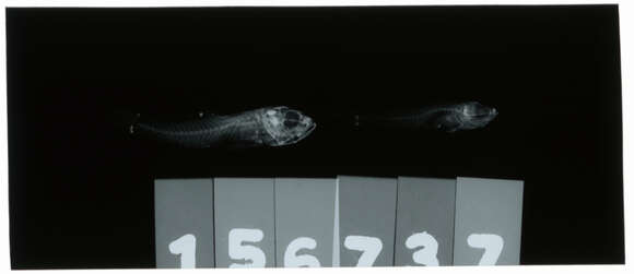 Image of Caesiura dwarfgoby