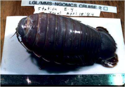 Image of Giant Isopods