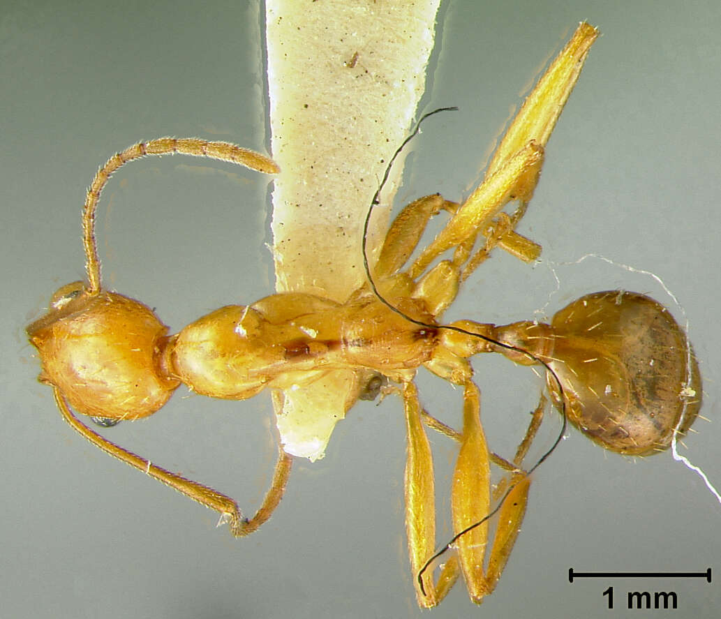 Image of Aphaenogaster boulderensis Smith 1941