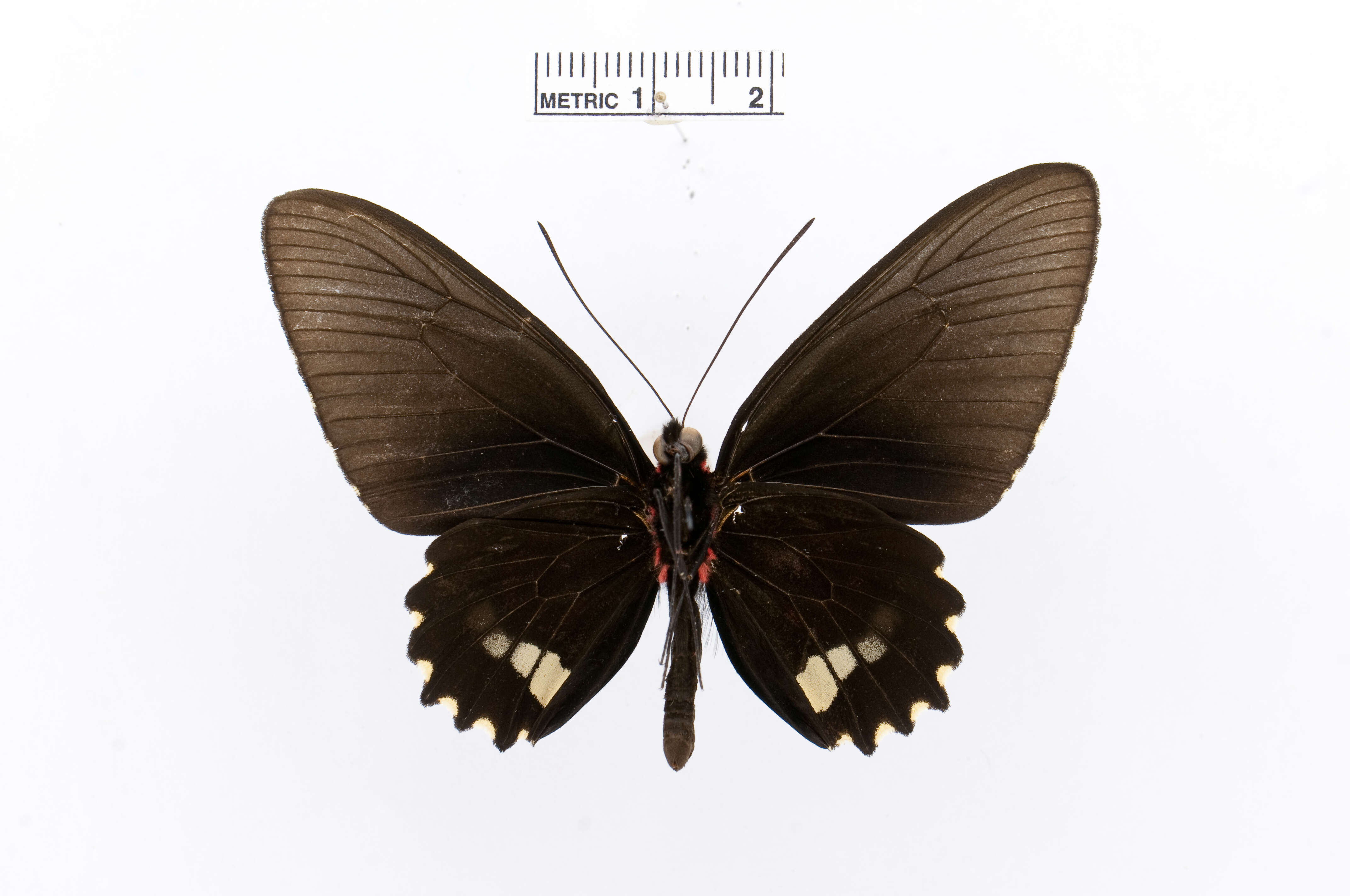 Image of Parides aeneas (Linnaeus 1758)