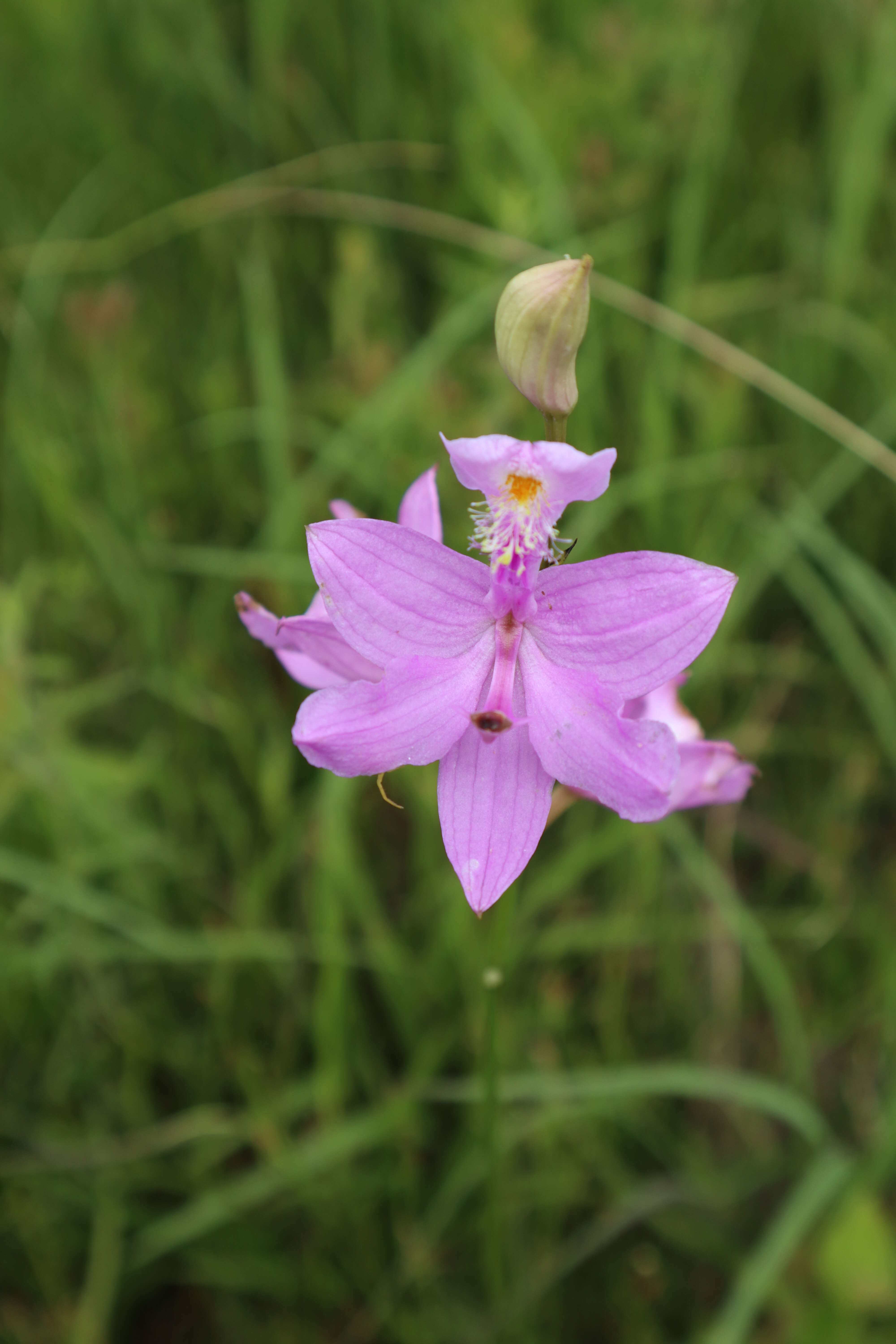 Image of Tuberous Grasspink