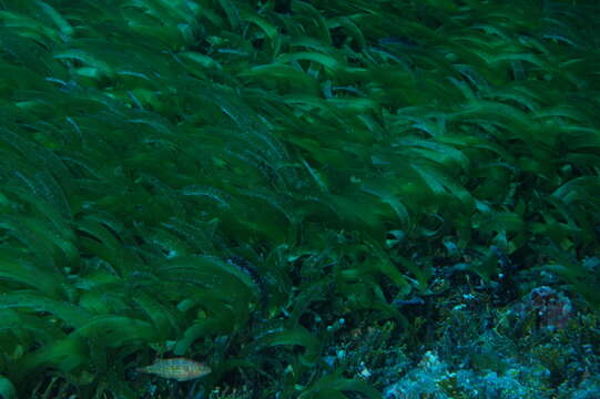 Plancia ëd Thalassodendron ciliatum (Forssk.) Hartog